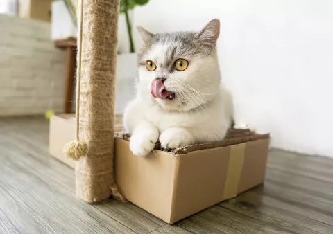 Karton der beste Platz für die Katze