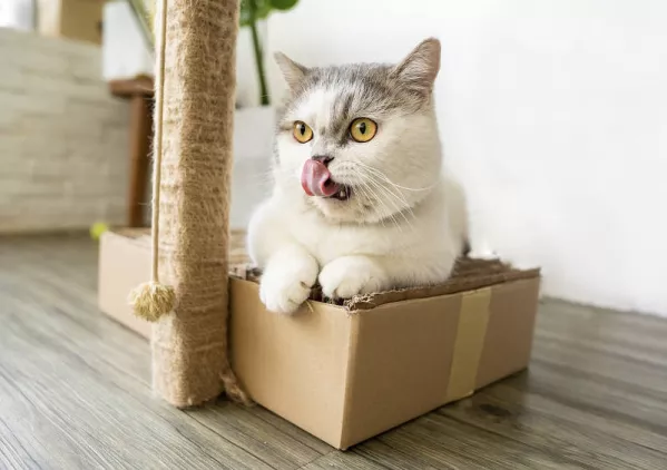 Karton der beste Platz für die Katze