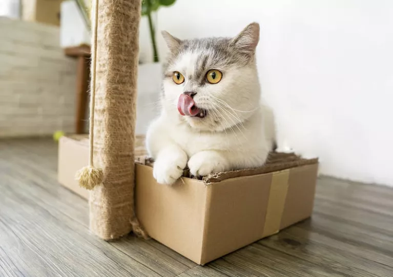 Karton der beste Platz für die Katze
